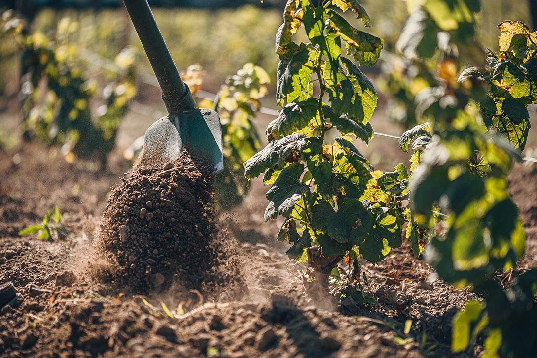 Terroir, Liber'&Ecirc;tre